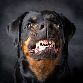 Contact a Corpus Christi Dog Bite Lawyer if you have been attacked or bitten by a dog.